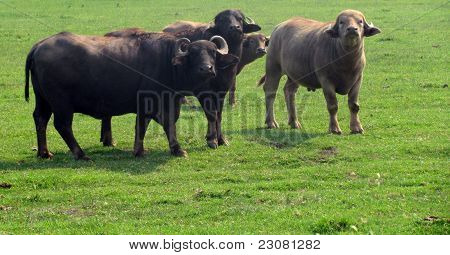 Water Buffalo