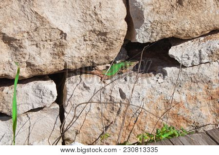 The Green Pregnant Lizard  With Long Tail Have A Rest And Enjoys The Sun. Creepy In The Wild Nature.