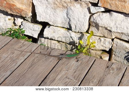 The Green Curious Lizard  With Long Tail Have A Rest And Enjoys The Sun. Creepy In The Wild Nature. 