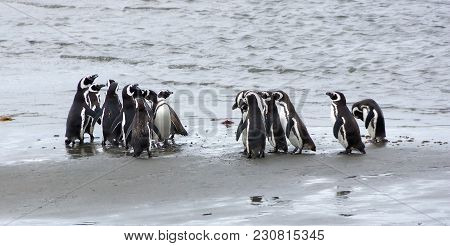 Group Of Magellanic Penguins On The Coast Of The Ocean In Patagonia, Chile.magellanic Penguin (sphen