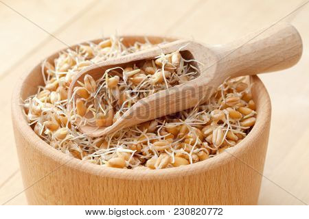 Wooden Bowl And Scoop Filled Of Sprouted Wheat Seeds And Sack Of Grains, Nutrition Healthy Food.