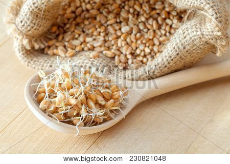 Wooden Spoon Of Sprouted Wheat Seeds And Sack Of Grains, Nutrition Healthy Food.