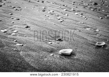 Black And White Background Little Seashells On The Beach