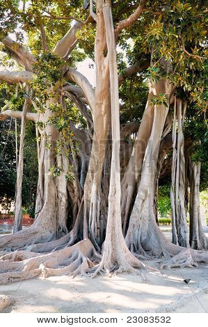 Ficus Magnolioide a Giardino Garibaldi, Palermo
