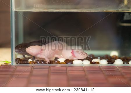 Aquarium With Three Domestic Axolotls In Water