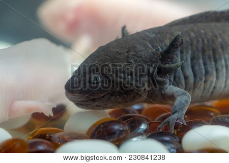 Dark Domestic Axolotl In The Aquarium Close Up