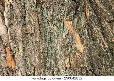 Texture Wood Tree Bark Brown And Some Splashes Of Green Moss In Bark Pattern