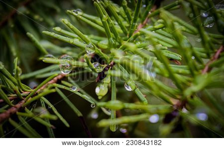 Fresh Rain On An Idaho Pine Tree..
