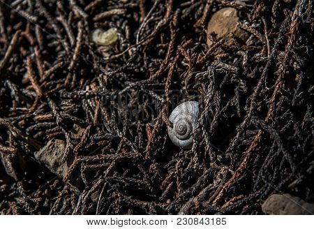 Snail Shell On The Forest Floor In Se Idaho.