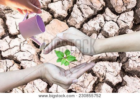 Hands Holding A Tree Growing On Cracked Ground. Crack Dried Soil In Drought, Background Texture, Con