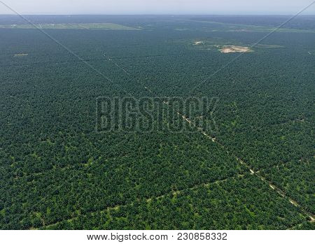 Oil Palm Plantation At Sunny Day In Malaysia. Malaysia Palm Oil Industry Produces About 90 Million T