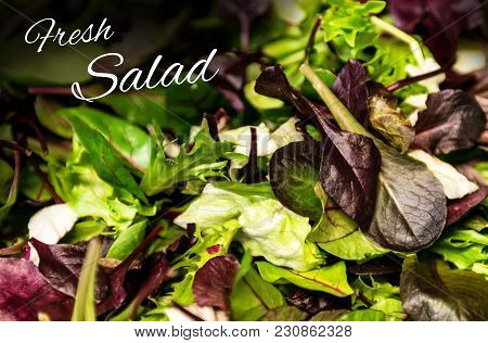 Fresh Salad With Mixed Greens Lettuce Arugula, Mesclun Mache Close Up Healthy Food Meal