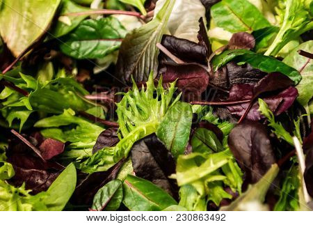 Fresh Salad With Mixed Greens Lettuce Arugula, Mesclun, Mache Close Up. Healthy Food Green Meal