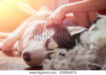 Concept Moulting Dogs. Owner Comb Wool With Siberian Husky. Husky Dog Black And White With Blue Eyes