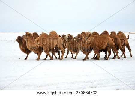 Bactrian Camels (camelus Bactrianus) In Winter.
The Bactrian Camel Is A Large, Even-toed Ungulate Na