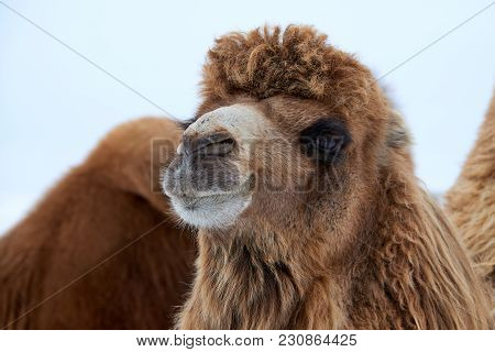 Bactrian Camels (camelus Bactrianus) In Winter.
The Bactrian Camel Is A Large, Even-toed Ungulate Na