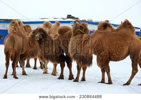 Bactrian Camels (camelus Bactrianus) In Winter.
The Bactrian Camel Is A Large, Even-toed Ungulate Na