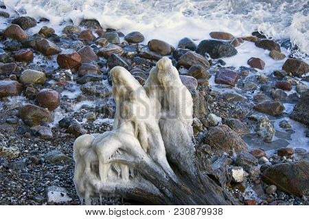 Ice Covered Treeroots On The Beach. Danish Beach In A Winter After Eastern Storm.