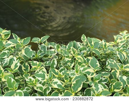 Close Up Of The Green Water Plants