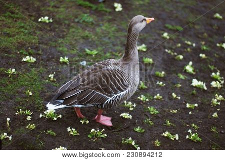 Wild Goose In Park, Walking, London, Valentine S Park Isolated