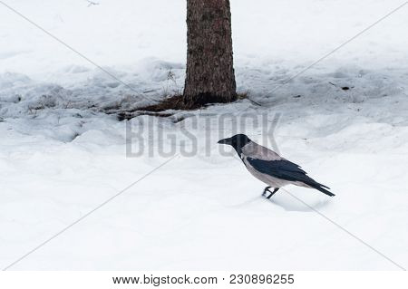 A Gray Crow Walks Through The Snow To A Branch