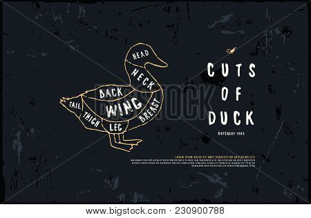 Stock Vector Duck Diagram In The Style Of Handmade Graphics. Illustration With Rough Texture. Color 