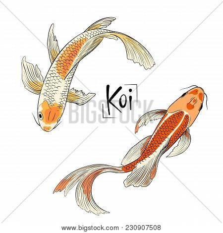 Hand Drawn Vector Couple Of Koi Fish Isolated