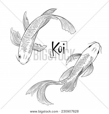 Hand Drawn Outline Vector Couple Of Koi Fish Isolated