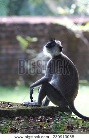 Gray Langur Semnopithecus Priam  Is Sitting And Thinking On The Sigirija Ruins