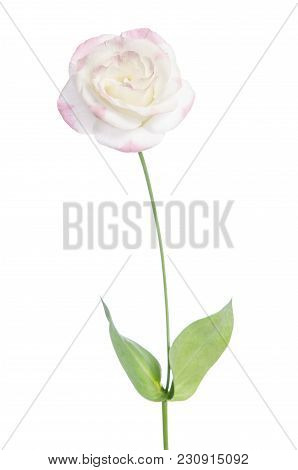 Single Pink Rose Isolated On White Background(eustoma Flower)