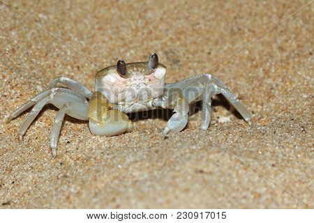 Funny Golden Ghost Crab, Ocypode Convexa On The Thailand Beach