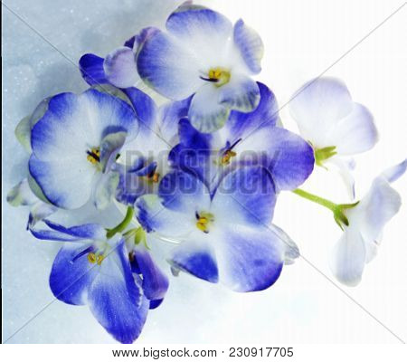A Harmonious Combination Of The Purity Of White Snow And The Gentle Blueness Of The Flower.