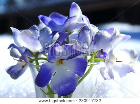 A Harmonious Combination Of The Purity Of White Snow And The Gentle Blueness Of The Flower.