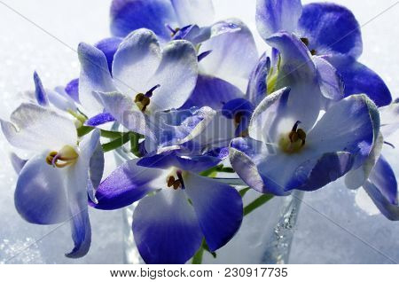 A Harmonious Combination Of The Purity Of White Snow And The Gentle Blueness Of The Flower.