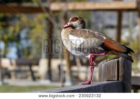 Egyptian Goose Duck Standing On A One Leg On Wooden Fence Close-up Side View
