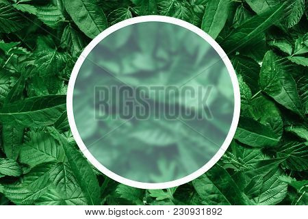 Creative Layout Of Leaves With A Paper Border. Flat Lay. Nature Concept.