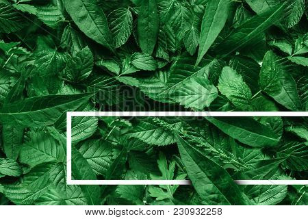 Creative Layout Of Leaves With A Paper Border. Flat Lay. Nature Concept.