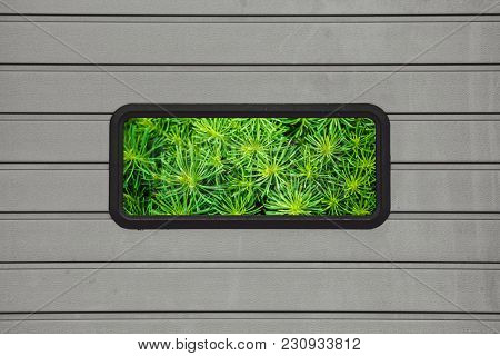The Green Grass Grows Behind The Glass. Plants Behind The Metal Gate.