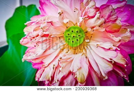 Pink Lotus Flower Blooming In Natural Abundance.
