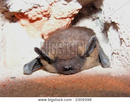 Die Serotine Fledermaus