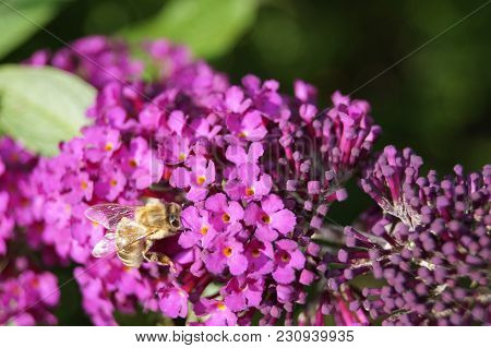 Buddleja Davidii Also Called Butterfly Tree The Most Famous Lilac Garden Bush Or Tree