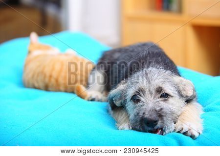 Animals Pets At Home Dog Puppy Mutt And Little Red Cat Kitten Playing Together On Bed Blue Blanket