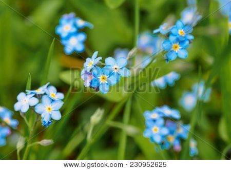 Water Forget-me-not Myosotis Scorpioides Myosotis Palustris Myosotis Flower. Spring Flower Backgroun