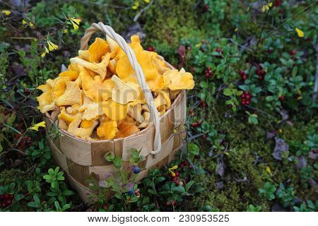 Chanterelle Is Delicious And Healthy Raw Material For Food