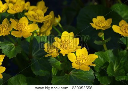 Close Up Early Spring Yellow Caltha Flowers Over Green Leaves, High Angle View
