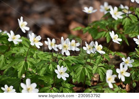 Close Up Early Spring White Caltha Flowers Over Green Leaves, Low Angle View