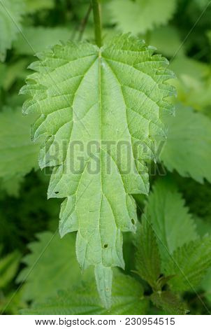 A Bunch Of Common Nettles In The Ground.