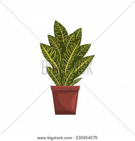 Codicium Indoor House Plant In Brown Pot, Element For Decoration Home Interior Vector Illustration I