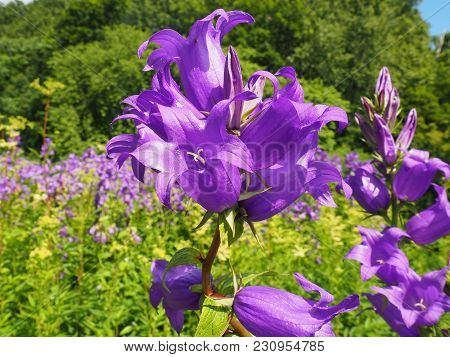 Purple-violet Flowers Bells Growing In A Forest