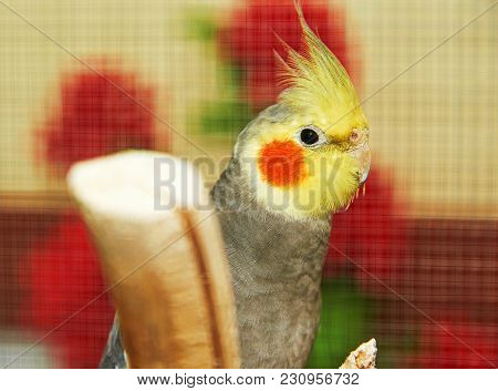 The Cockatiel (nymphicus Hollandicus).
The Cockatiel, Also Known As The Quarrion, Is A Bird That Is 